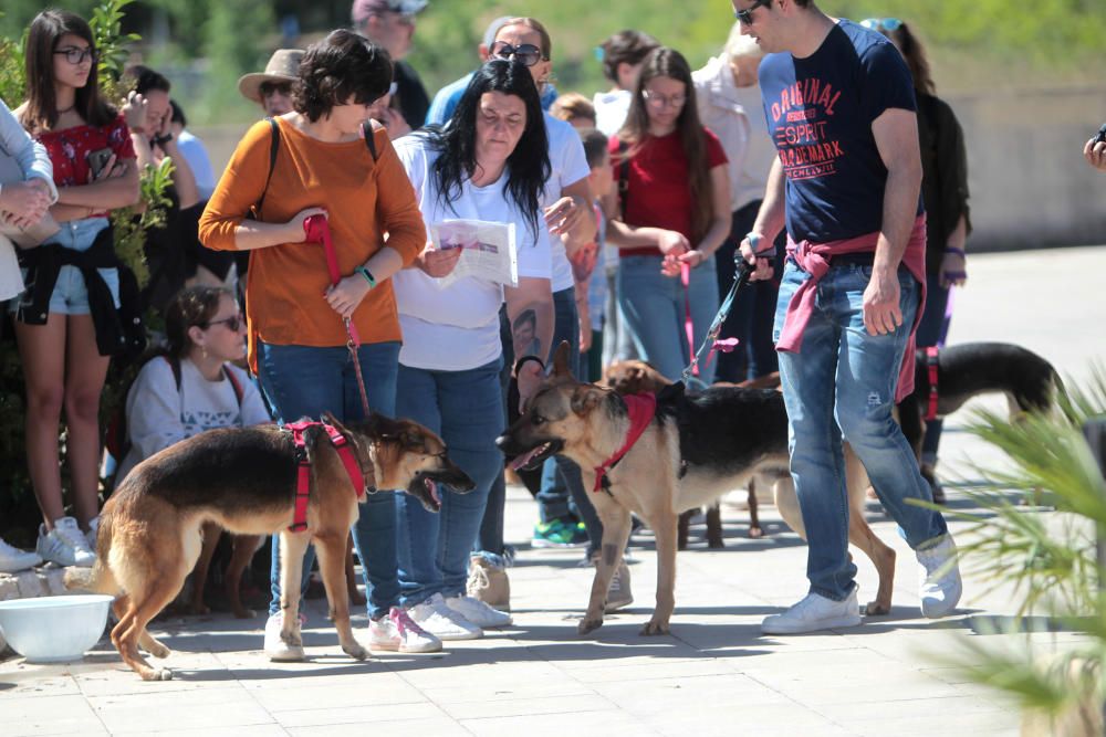 Desfile perros abandonados AUPA-Bioparc