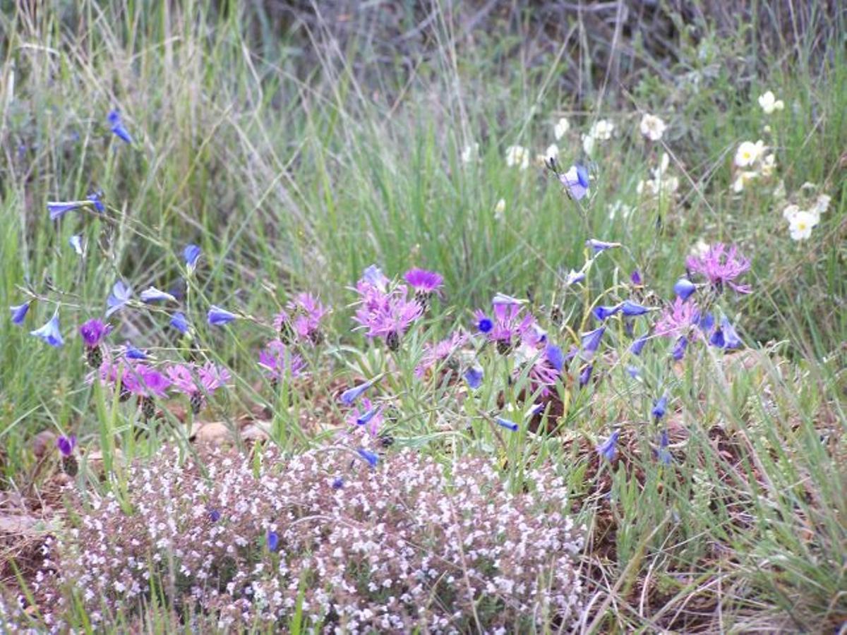 Orquideas, malvas y amapolas crecen cerca del Huerva.