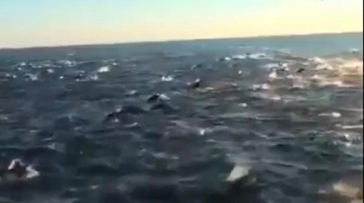 Imatges d’un gran grup de dofins en aigües de la costa de San Diego.