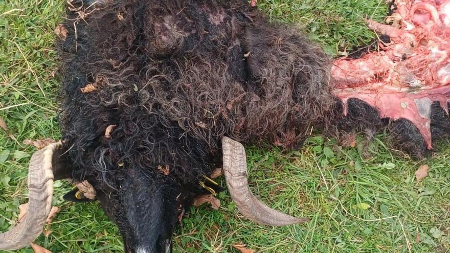 Nuevos ataques del lobo al ganado "a pocos metros de las casas" en Morcín: "Lo dejo, las han matado a todas"