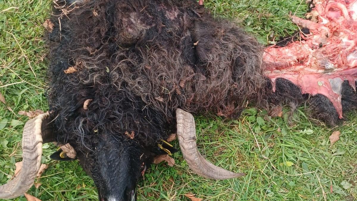 El carnero devorado por los lobos en Morcín en el último ataque.