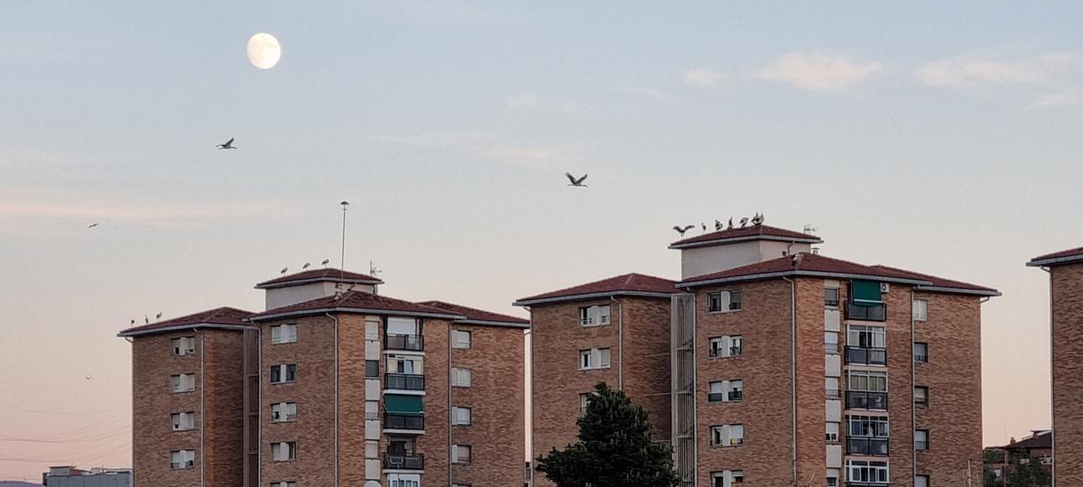 Un estol de cigonyes a la Font dels Capellans Un estol de cigonyes a la Font dels Capellans