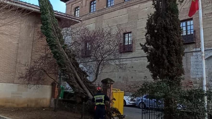 El viento derriba un árbol en Toro