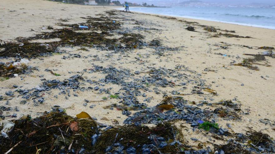 La Xunta sostiene que las medusas velero de Cangas son inofensivas y el Concello no prevé retirarlas
