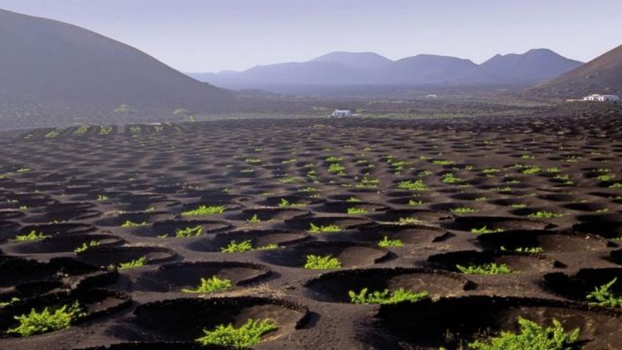 Cultivos de vides en el valle de La Geria, en Lanzarote.