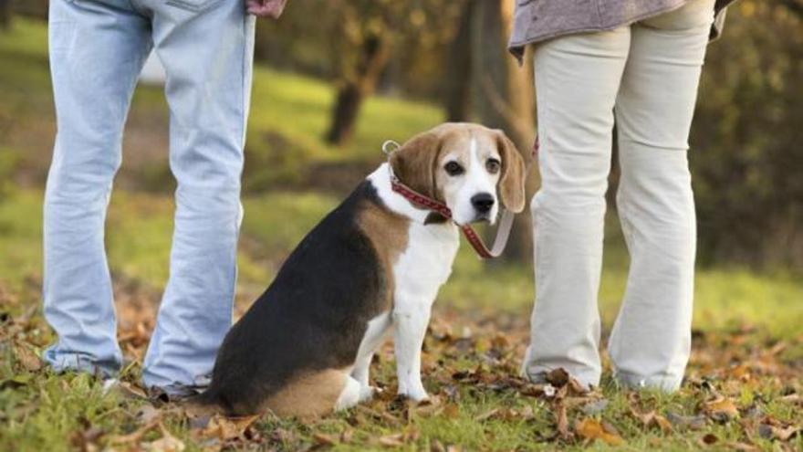 Indie, el perro por el que una expareja murciana se enfrenta en los tribunales