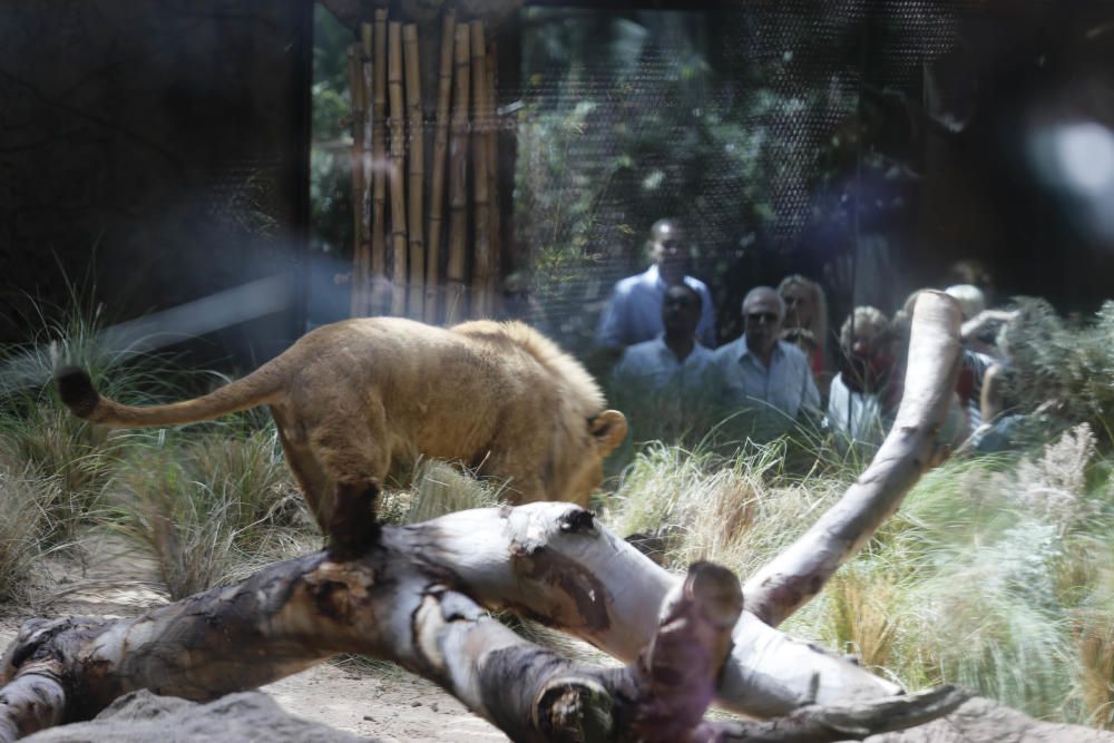 Delia Padrón Inauguración del Lion's Kingdom, la exhibición de los leones africanos, en Loro Parque