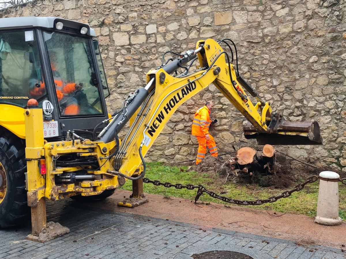 Retirada de un árbol en la calle Plaza Alta y Baja de Lucena, una de las incidencias de la borrasca Leonardo.