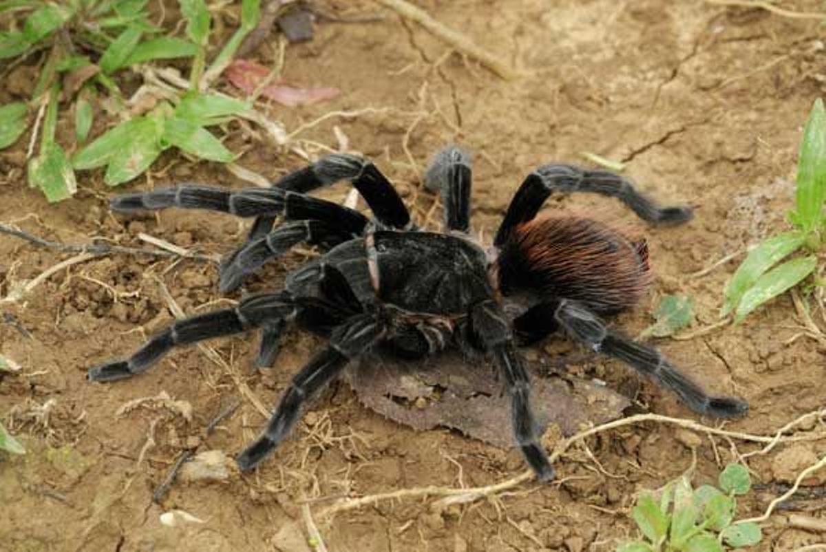 Tarántula en Belice.