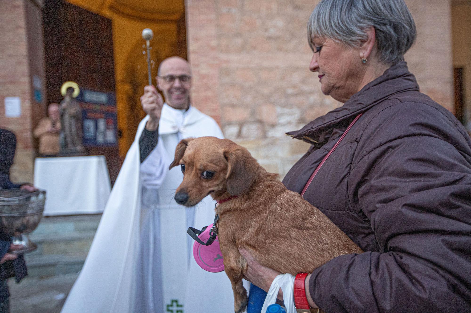 Bendición de San Antón en Torrevieja