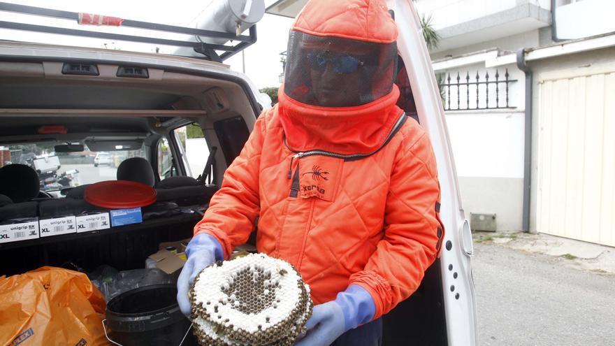 El trampeo y la eliminación de nidos frena la expansión de la avispa velutina en O Salnés