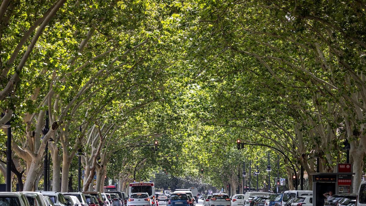 Arbolado en la avenida de Blasco Ibáñez de València. Urge aumentar el arbolado de las ciudades y reducir la proporción de las superficies asfaltadas.