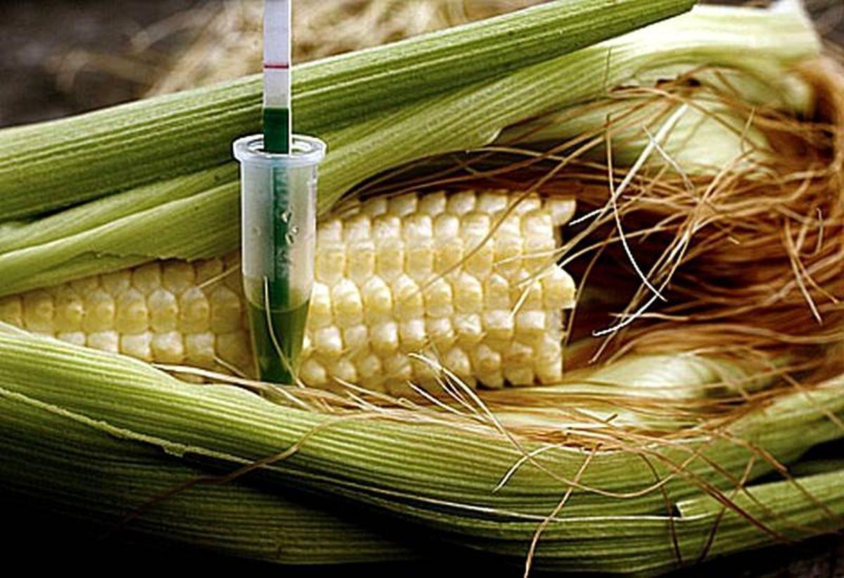 Los transgénicos ¿beneficiosos o perjudiciales?