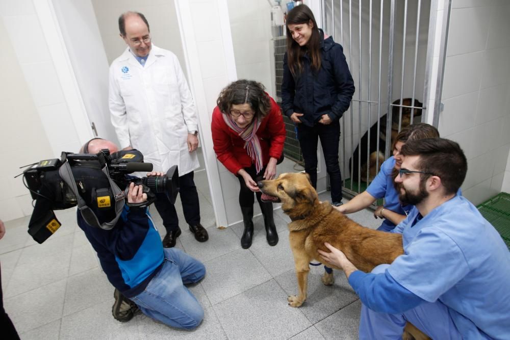 Visita al perro Nicolás en la clínica donde lo atienden de la brutal paliza