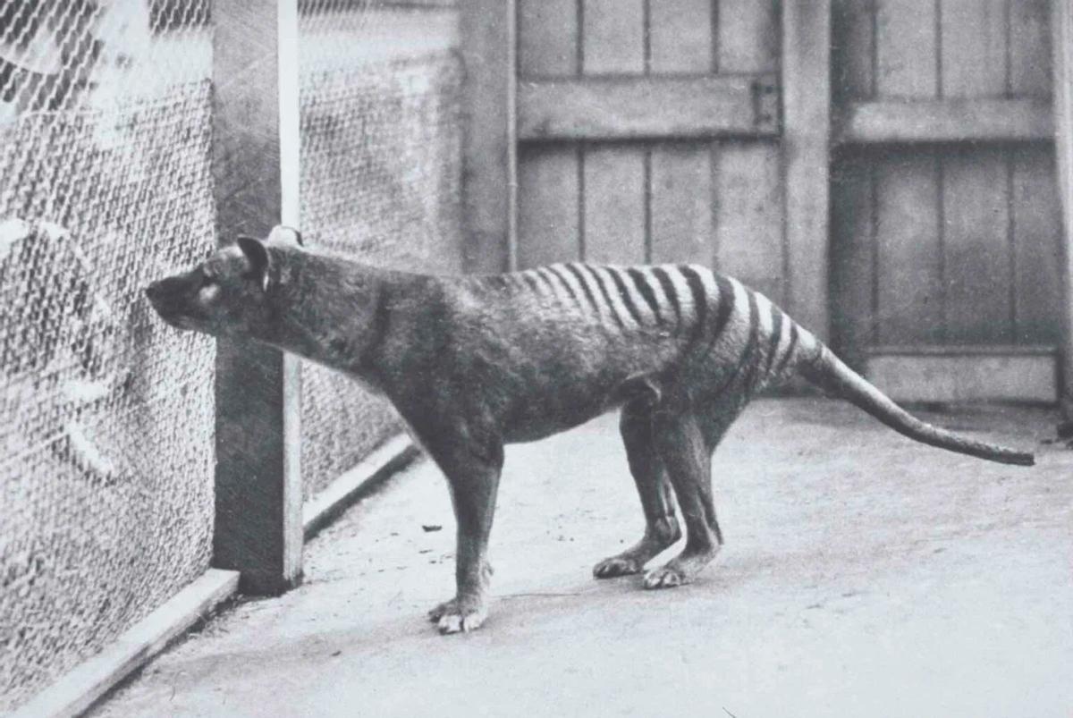 El último ejemplar vivo de tilacino, en los años 30