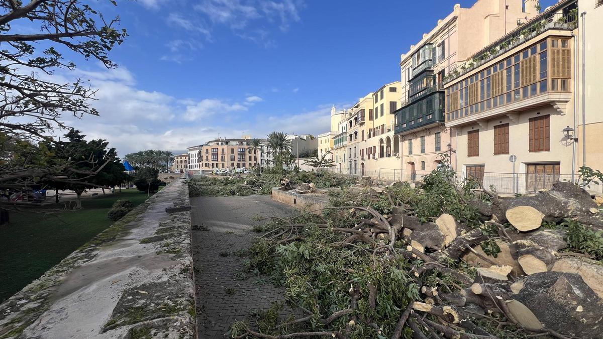 Die Reste der 17 gefällten Ombubäume liegen auf der Plaça Llorenç Villalonga auf der Stadtmauer von Palma.