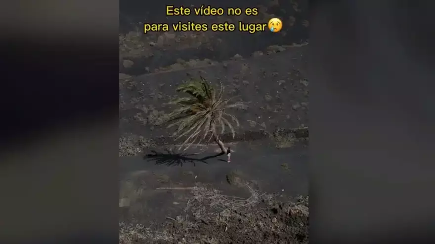 El vídeo en memoria de la palmera Masdache