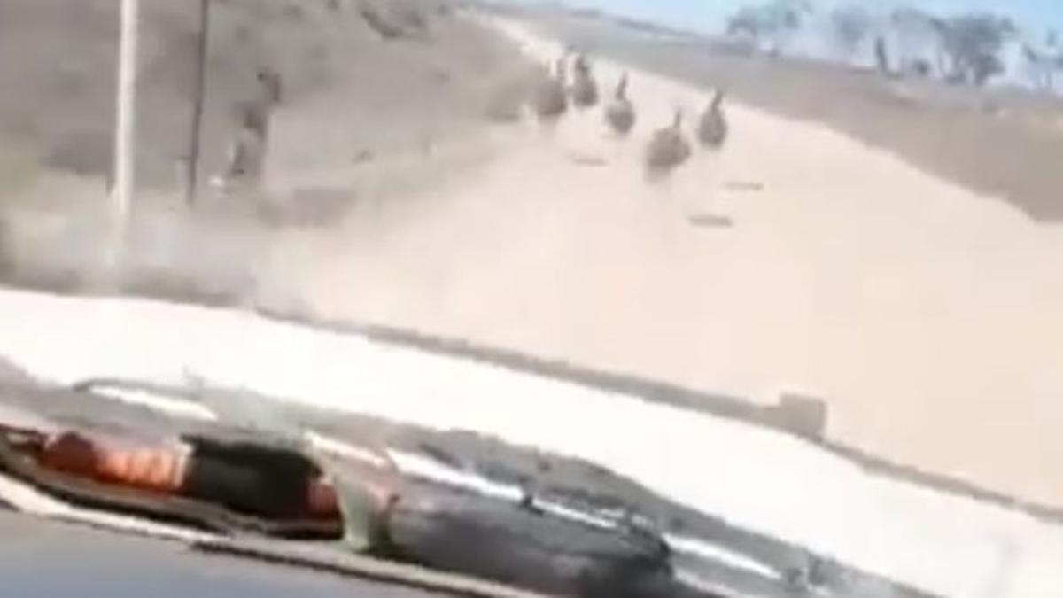 Un hombre se graba mientras atropella emús en Australia.