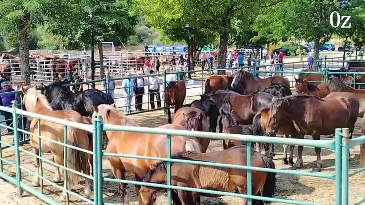 La feria caballar de Porto, única en la frontera de Zamora y Ourense: "Ya prácticamente no quedan muestras con animales"