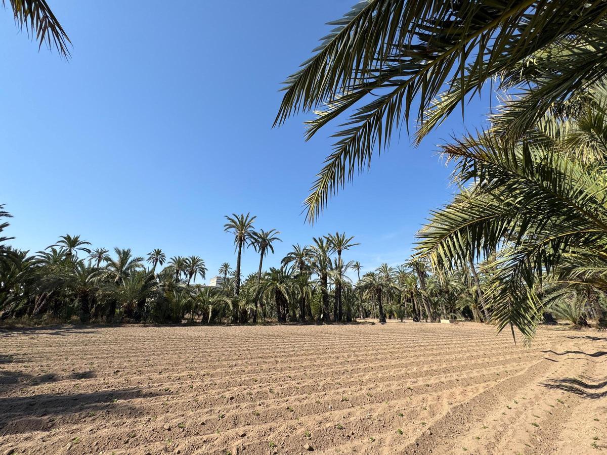 Uno de los huertos históricos del Palmeral de Elche con la plantación de tagetes ya realizada
