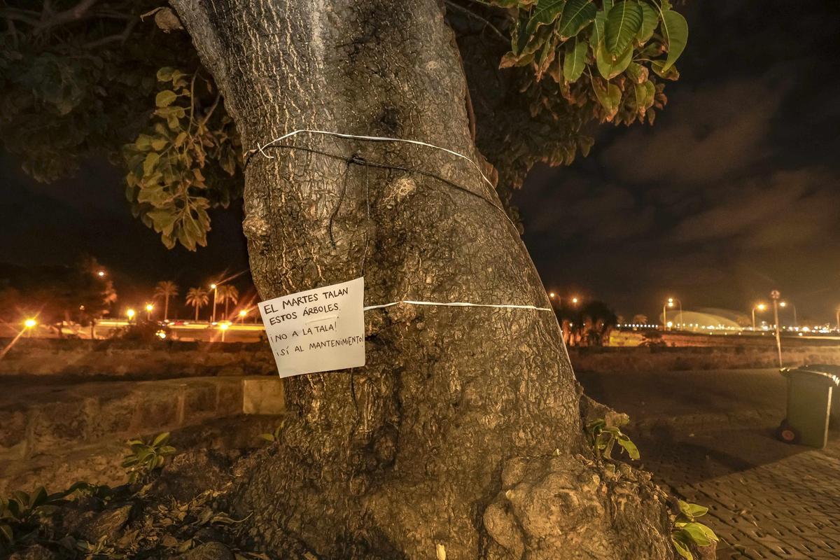 Revuelta de vecinos contra la tala de árboles en la plaza Llorenç ...