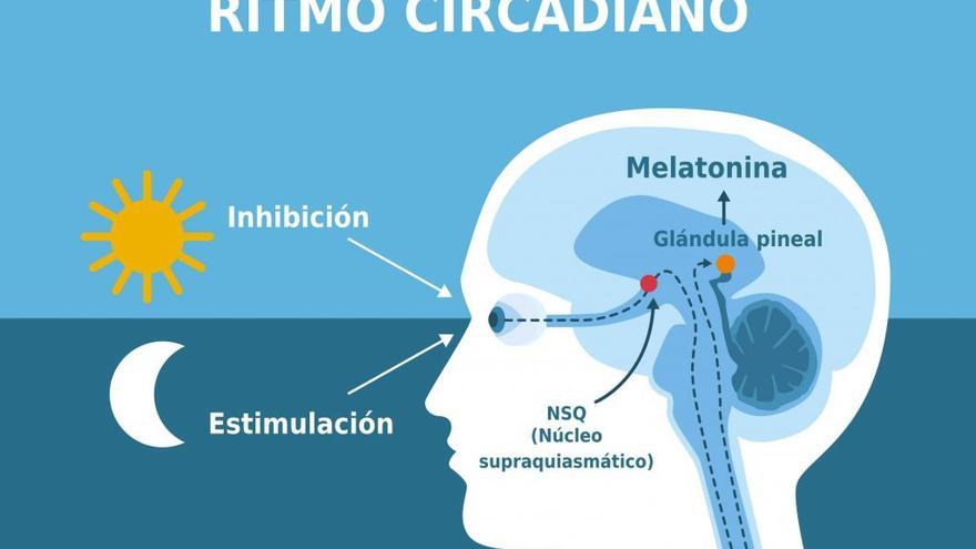 Nuestro reloj interno o ritmo circadiano está condicionado por diversos factores ambientales