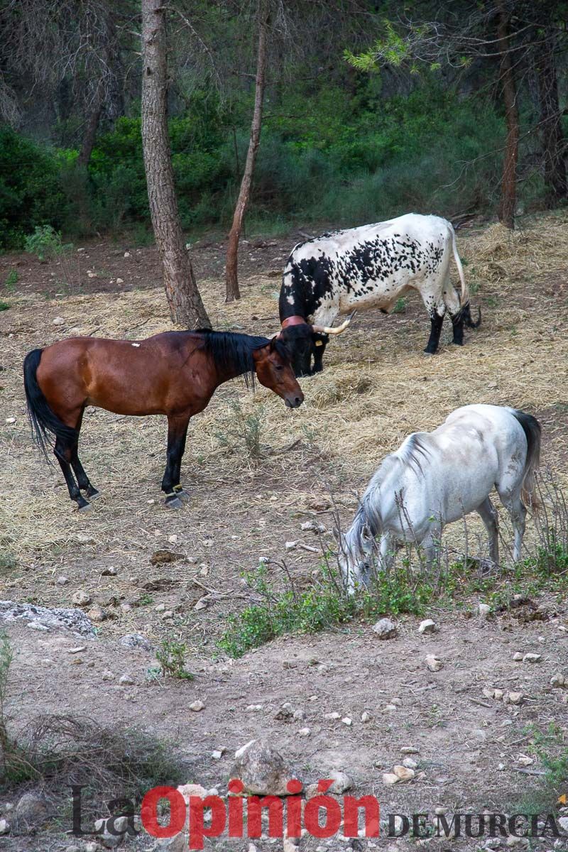 Primer encierro Fiestas de Moratalla