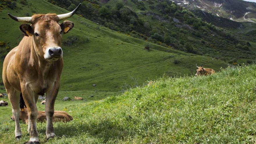 Asturias perdió más de la mitad de las explotaciones bovinas que tenía hace dos décadas