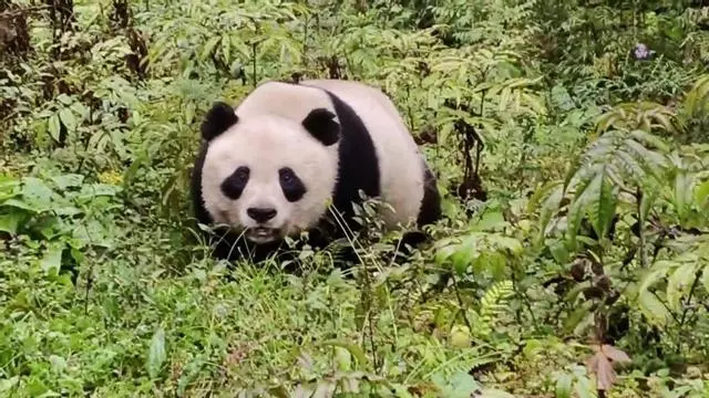 Un panda gigante salvaje sorprende a un ganadero de Sichuan