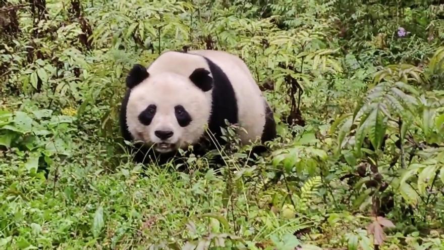 OSO PANDA SORPRENDE PERSONA | Un panda gigante salvaje sorprende a un ganadero de Sichuan