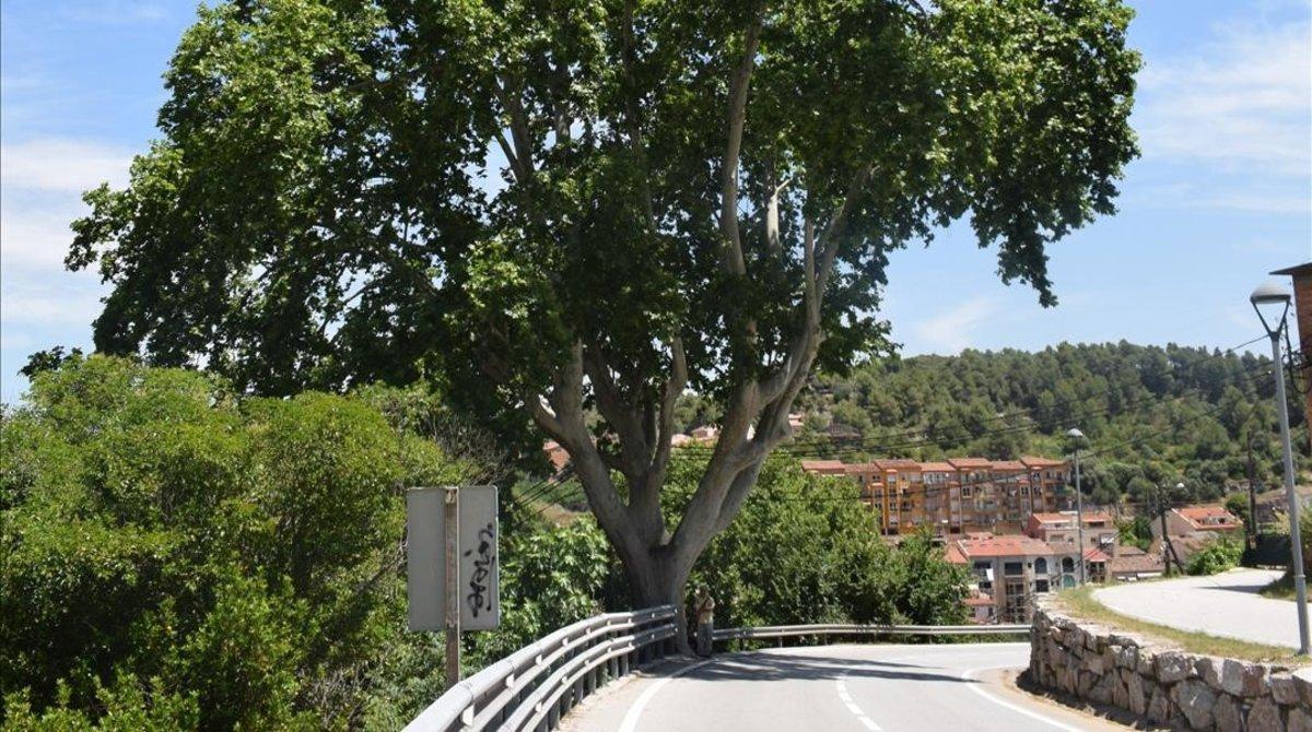undefined51004561 onbarcelona arbol arboles madridejos platano de200908191747 undefined51004561 onbarcelona arbol arboles madridejos platano de200908191747