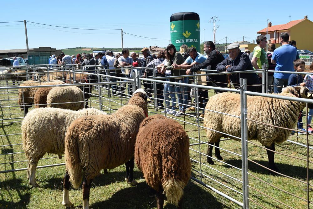 Feria ganadera de San Miguel en Carbajales de Alba