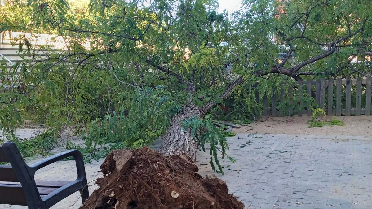 Árbol caído en un parque del Clot