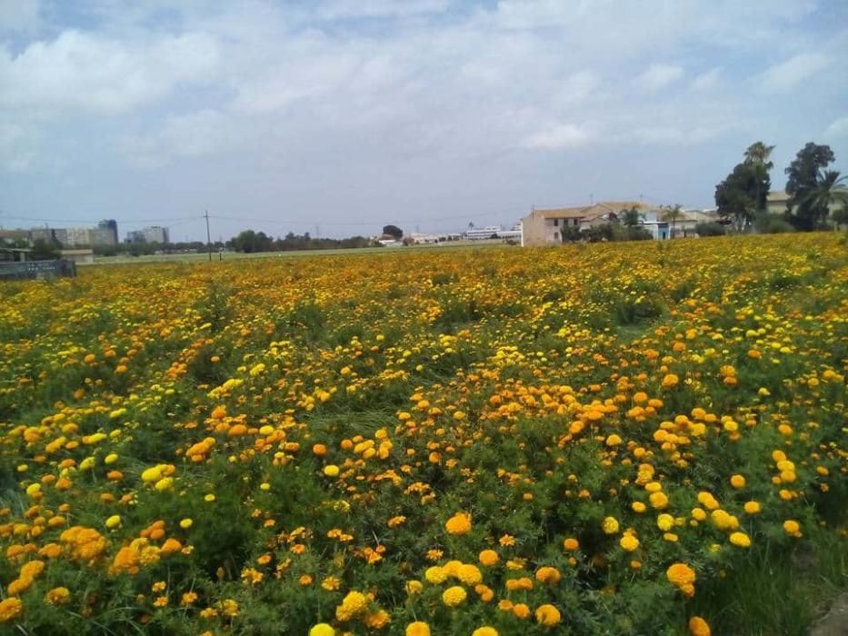 Las flores de la Batalla de la Fira de Juliol y carteles históricos