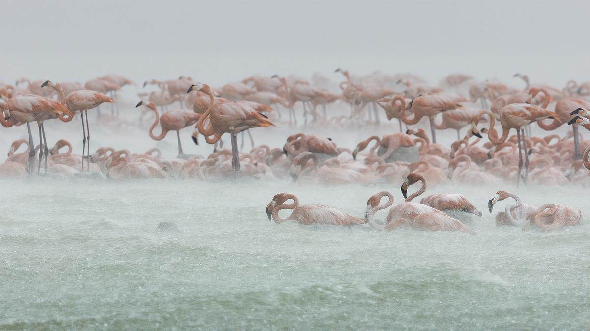 Picture Shows: A storm batters a colony of nesting Caribbean flamingos on the coast of Mexico.
