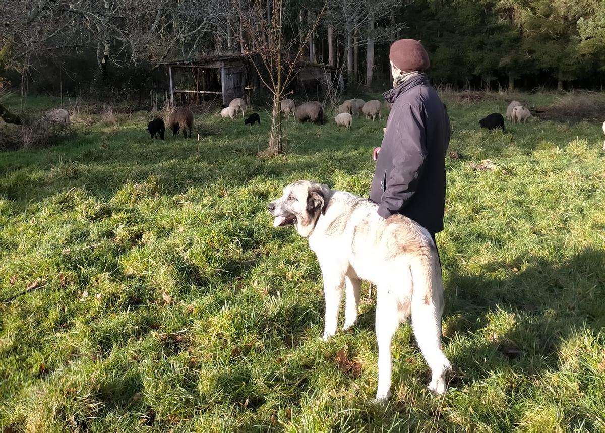 Crespo y el mastín leonés vigilan las ovejas.