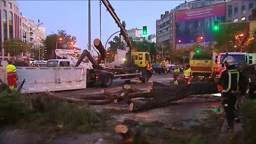 Un árbol de grandes dimensiones cae en mitad del paseo de la Castellana