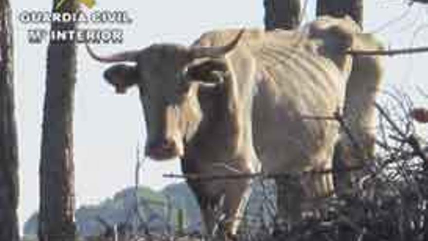 El cadáver de una vaca hallado en la finca.