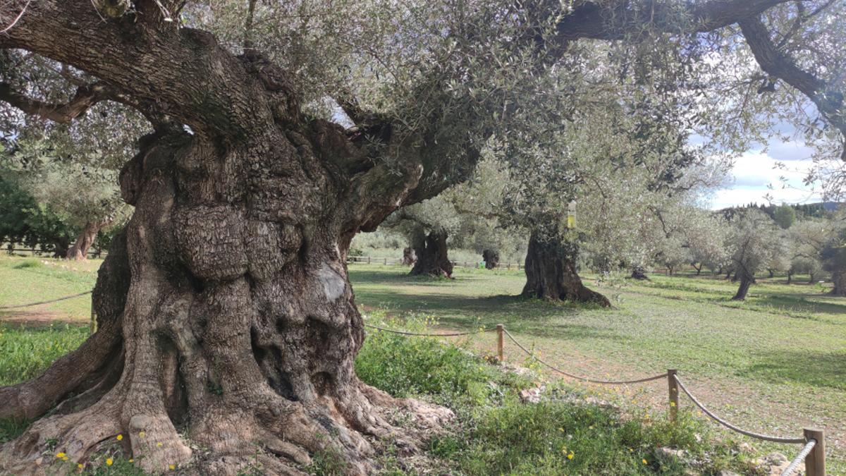 Olivos milenarios de la Jana.