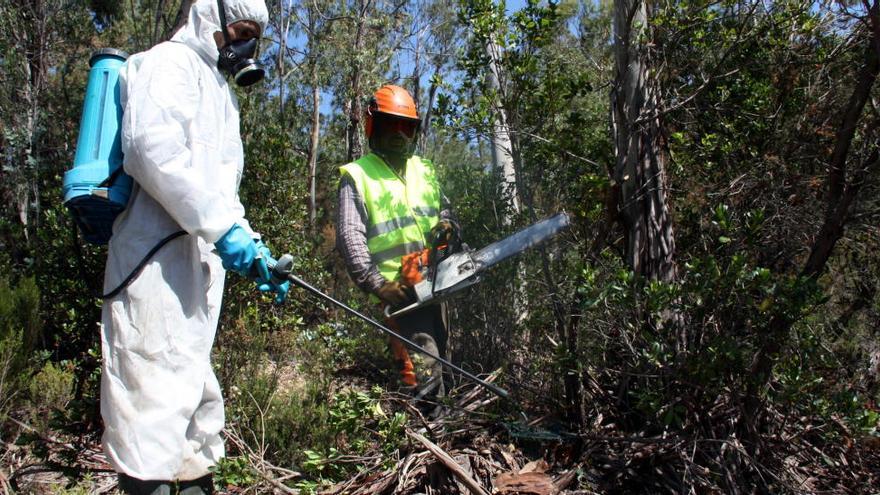 Treballadors de l&#039;empresa que està executant els treballs d&#039;eliminació de les 15 hectàrees d&#039;eucaliptus del massís de les Gavarres