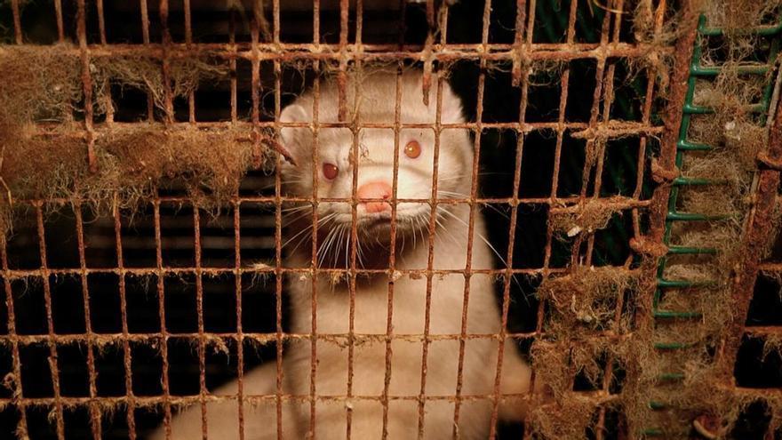 La Fundación Franz Webber pide una auditoría independiente en la granja de visones de Abegondo denunciada por maltrato animal