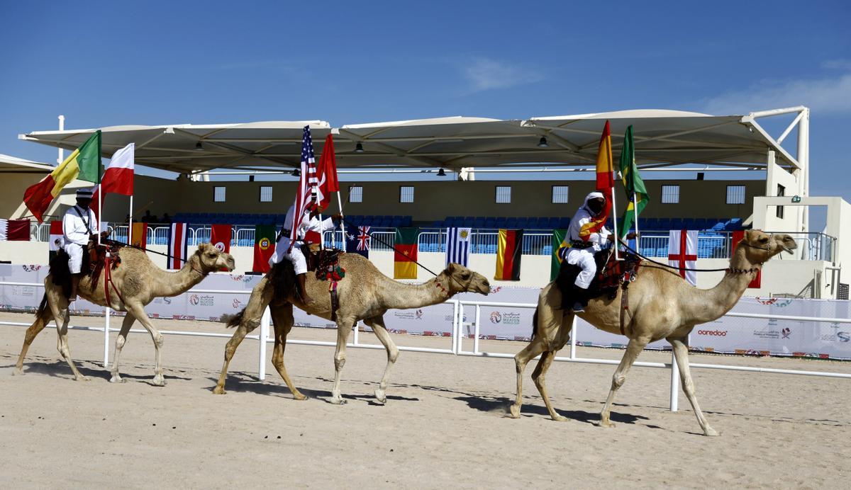 Concurso de belleza de camellos en Qatar