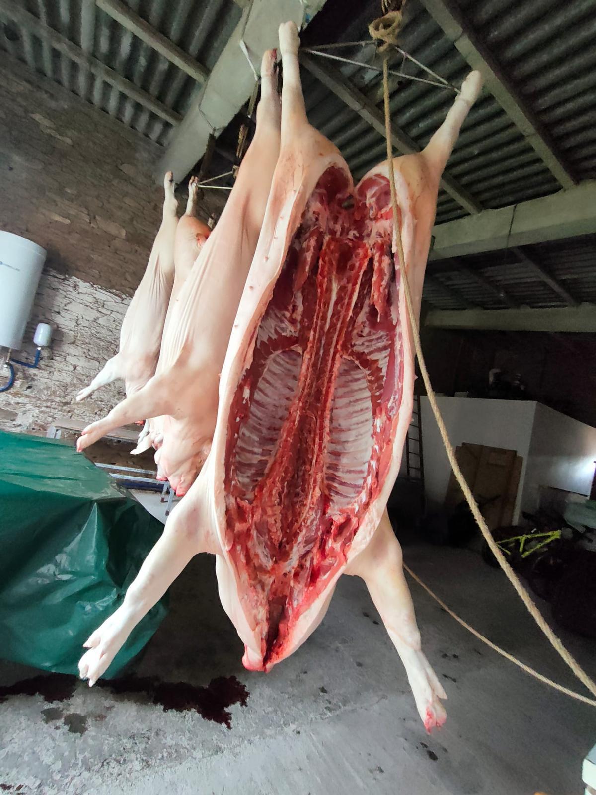 Matanza este mes en Lugo.