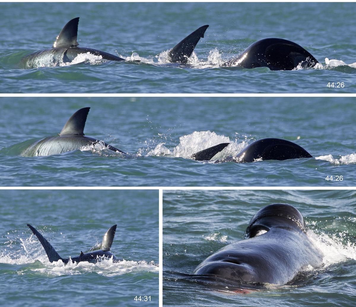 Escenas del combate mortal entre la orca y el tiburón blanco