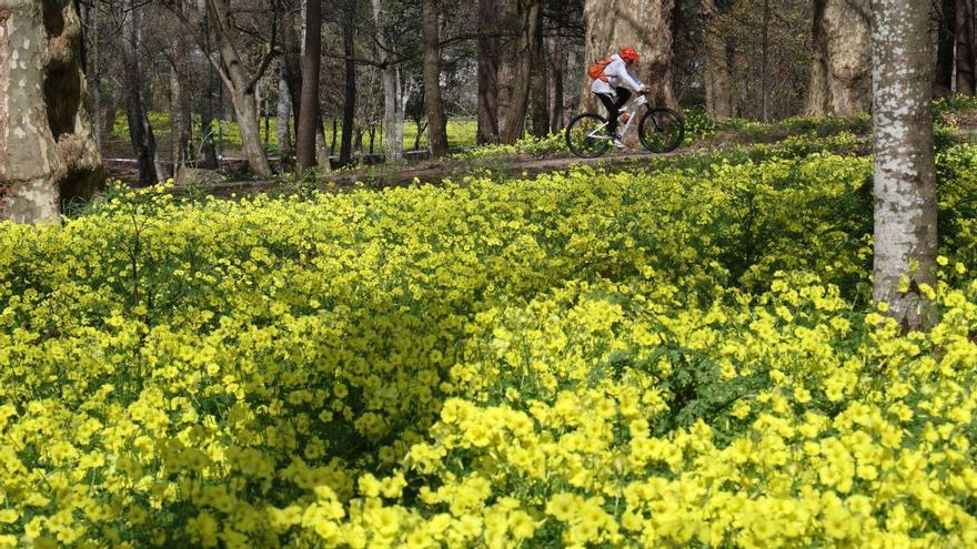 Oxalis, la bonita flor invasora