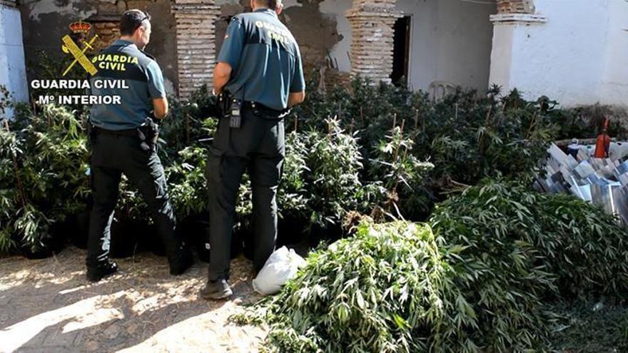 La Guardia Civil desmantela en este mes 8 plantaciones de marihuana