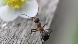 Cinco remedios caseros para evitar que las hormigas invadan tu casa