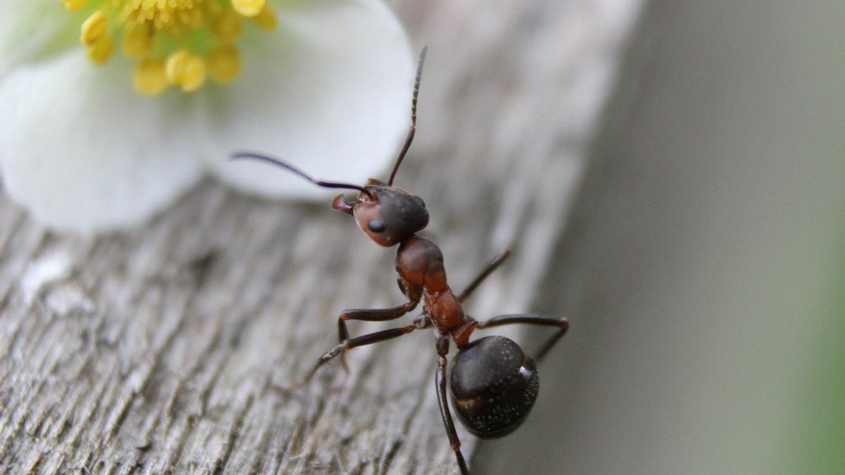 Formicidae | Cinco remedios caseros para evitar que las hormigas invadan tu casa