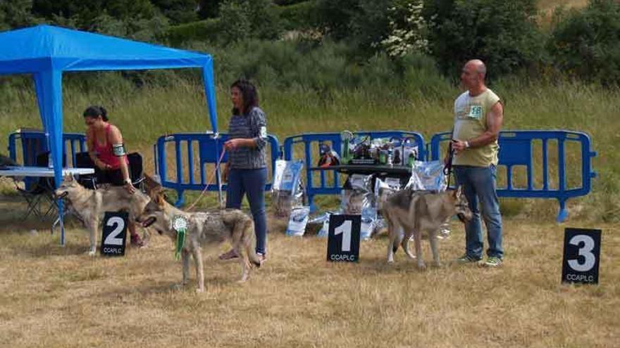 Puebla acoge el encuentro de Perro lobo checo