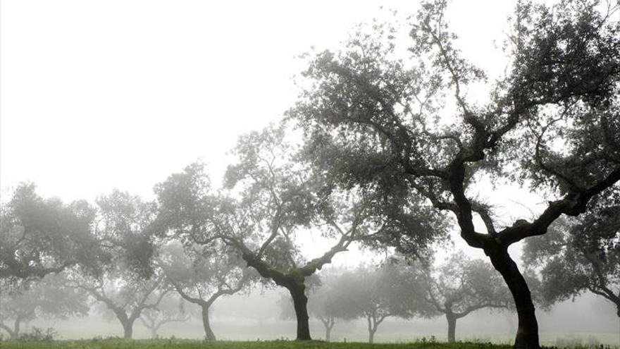 Las compraventas de fincas rústicas disminuyen un 5,6% en Extremadura